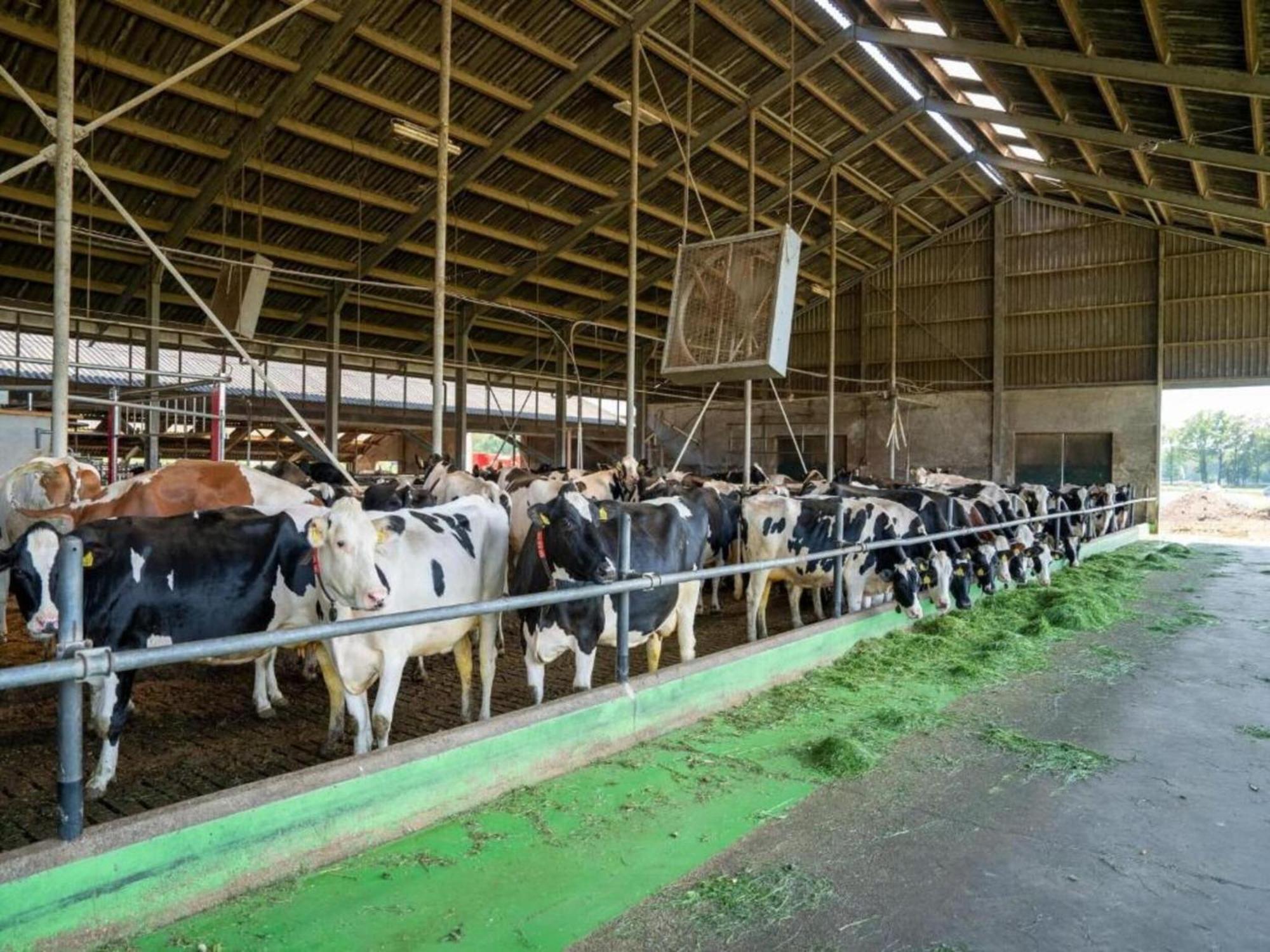 Monumental Farm In The Ash Landscape Villa Geesteren  Екстериор снимка